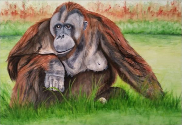 Orangutan sitting in the grass with a thoughtful expression.