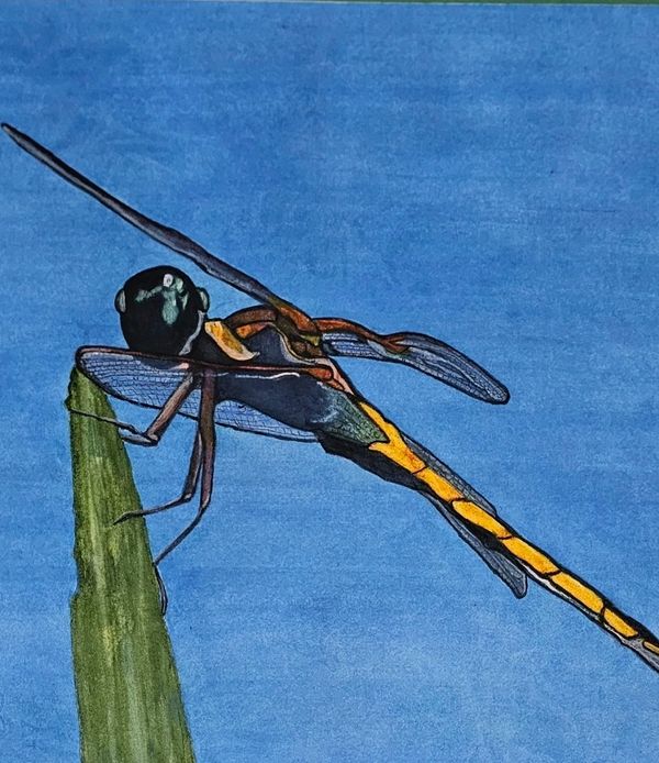 A dragonfly perched on a green stem against a blue sky.
