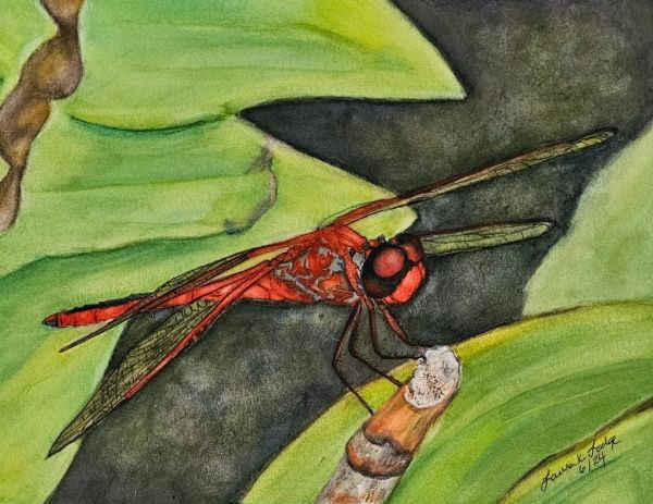 A red dragonfly perched on a twig amidst green leaves.