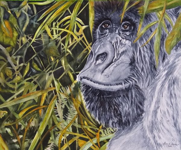 A gorilla peeking through jungle foliage.