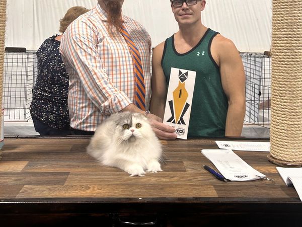 Fluffy cat wins first place at a competition.