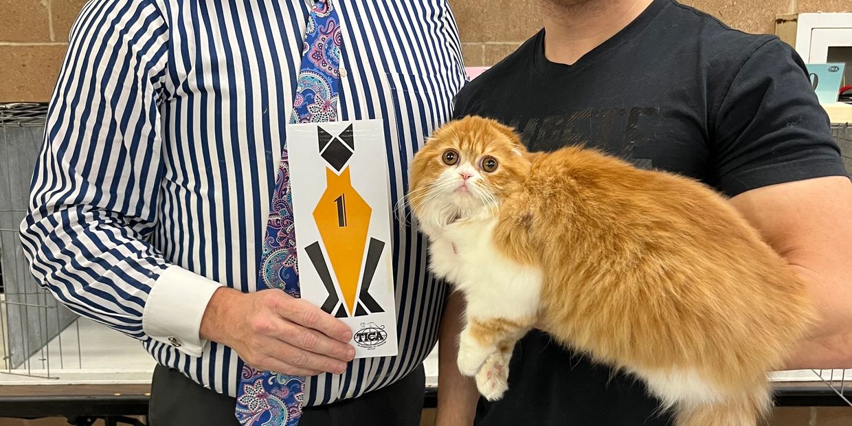 Fluffy orange and white cat lying on someone's arm.