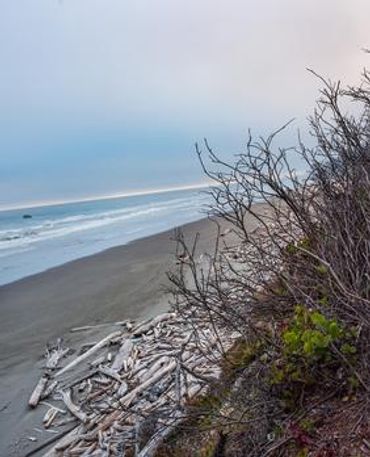 Olympic National Forest