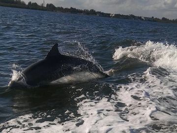 A dolphin swimming and splashing in the ocean near the shore.