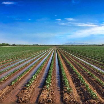 Irrigated agricultural field with clear sky.