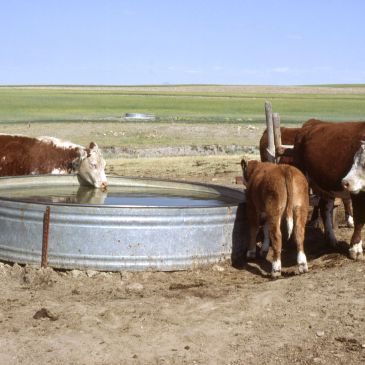 Cows drinking water at a trough in a rural field.