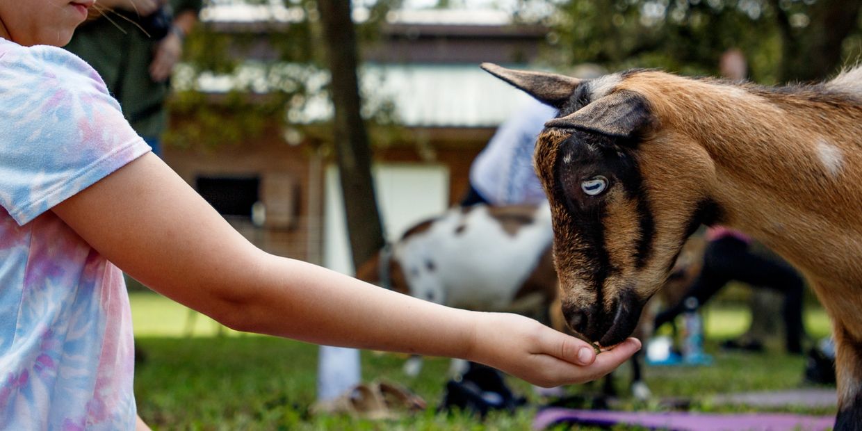 Girl feeding goat at goat yoga at Oak Aged Farm in Orlando Florida