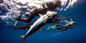 spearfisherman holding yellowtail underwater