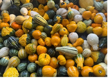 Various ornamental gourds and miniature pumpkins.