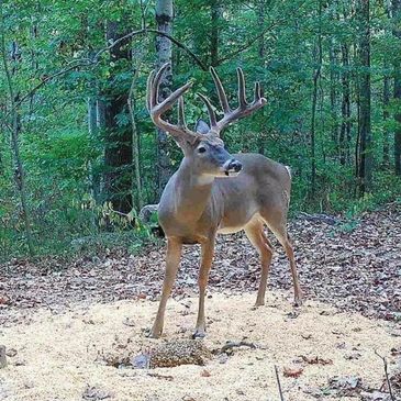 A deer with large antlers in a forest.
