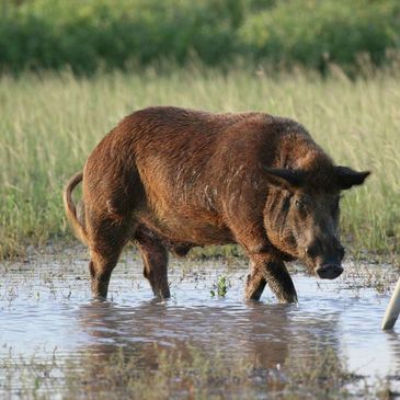 Wild boar standing in shallow water.