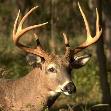 Close-up of a deer with large antlers in a forest.