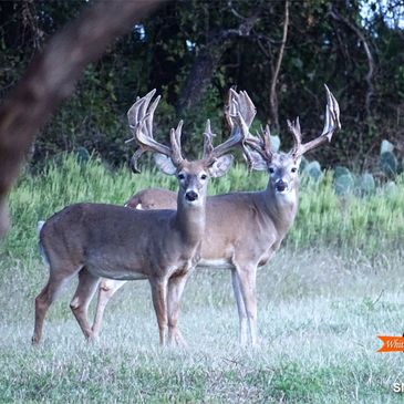 Two deer with large antlers in a grassy field.