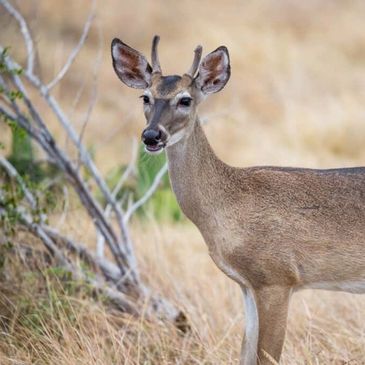 A young deer standing in dry grass.