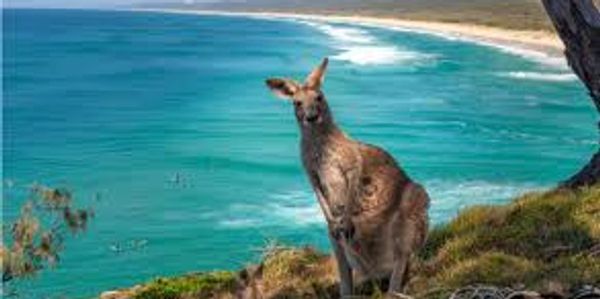 Kangaroo on Kangaroo Island