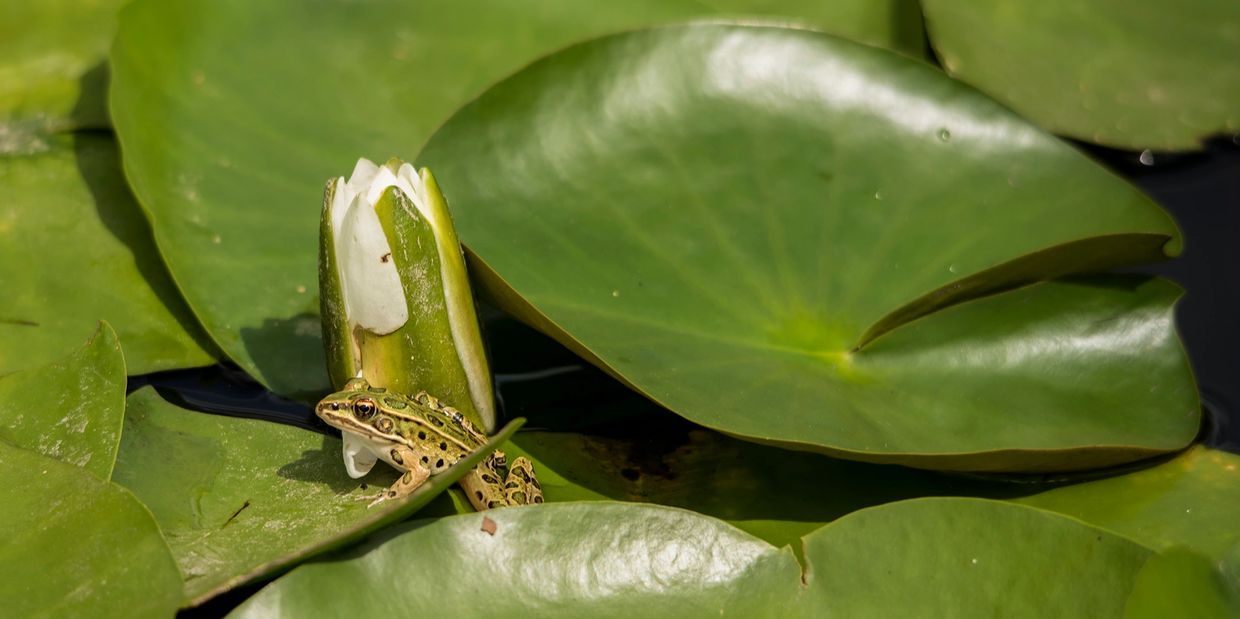 Frog on a lily pad next to a white water lily that's about to bloom.