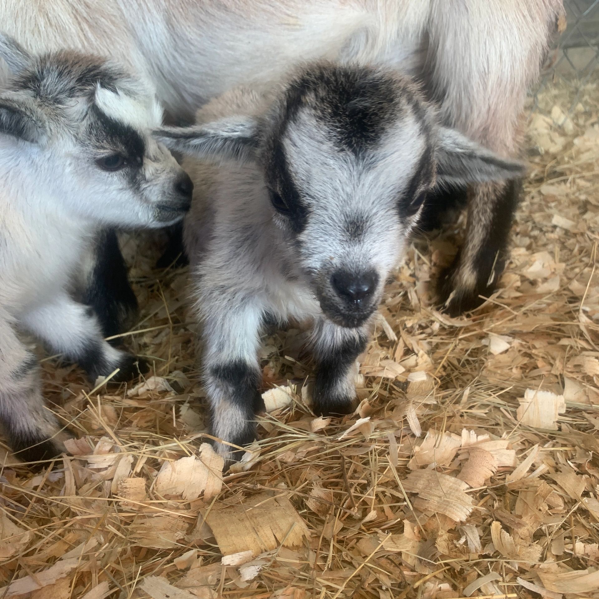 Get to know: The Pygmy Goat