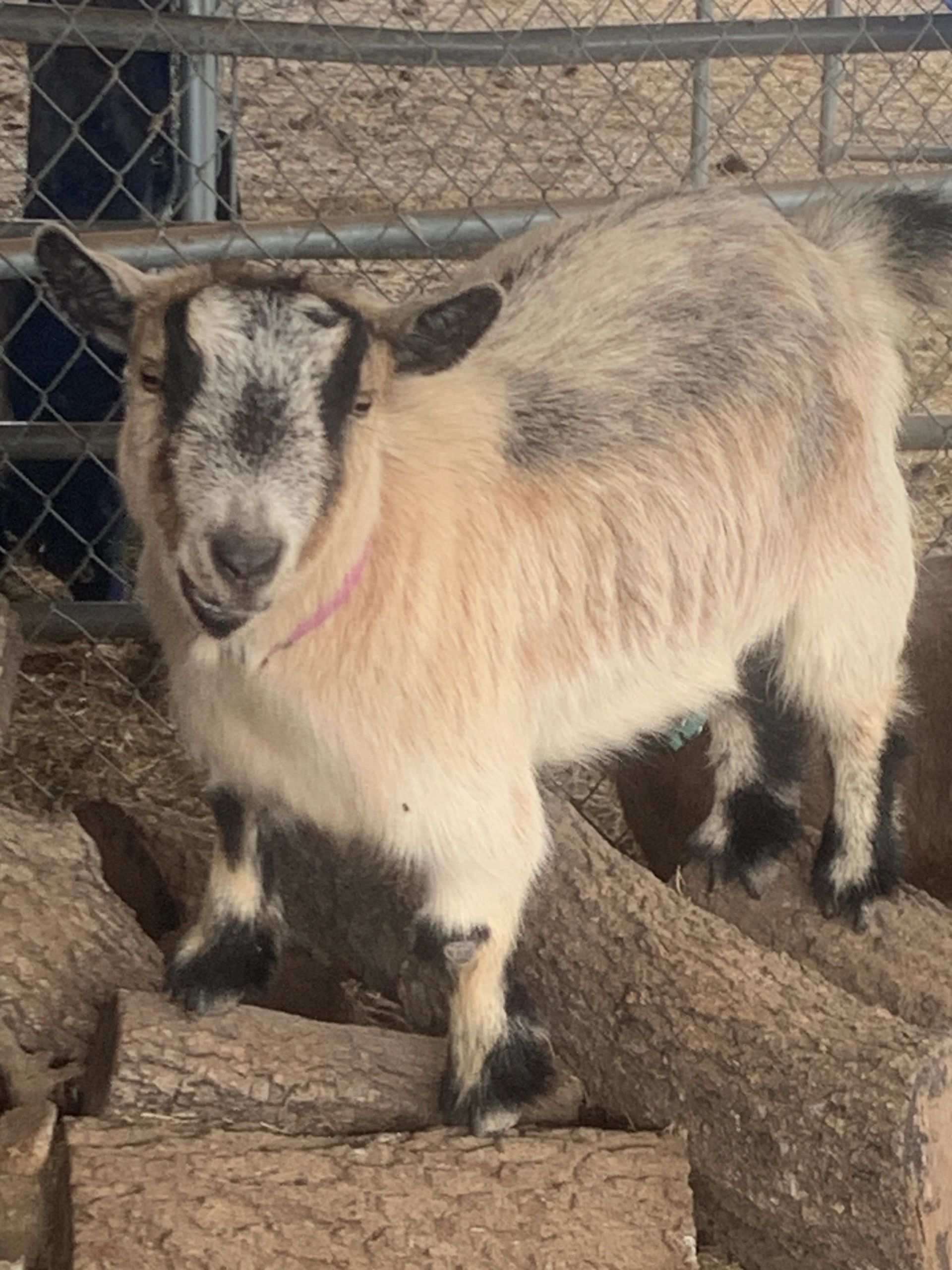 Registered Pygmy Goats Passpartout Krewe