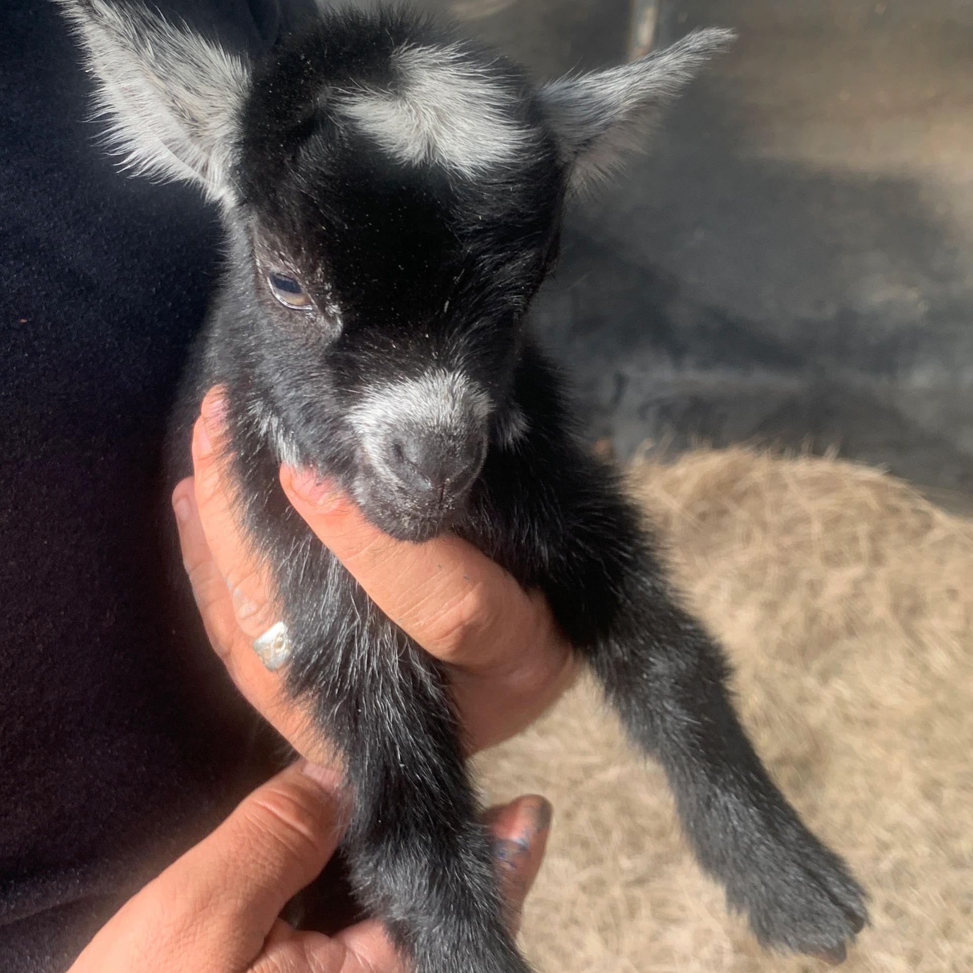 Registered Pygmy Goats Passpartout Krewe