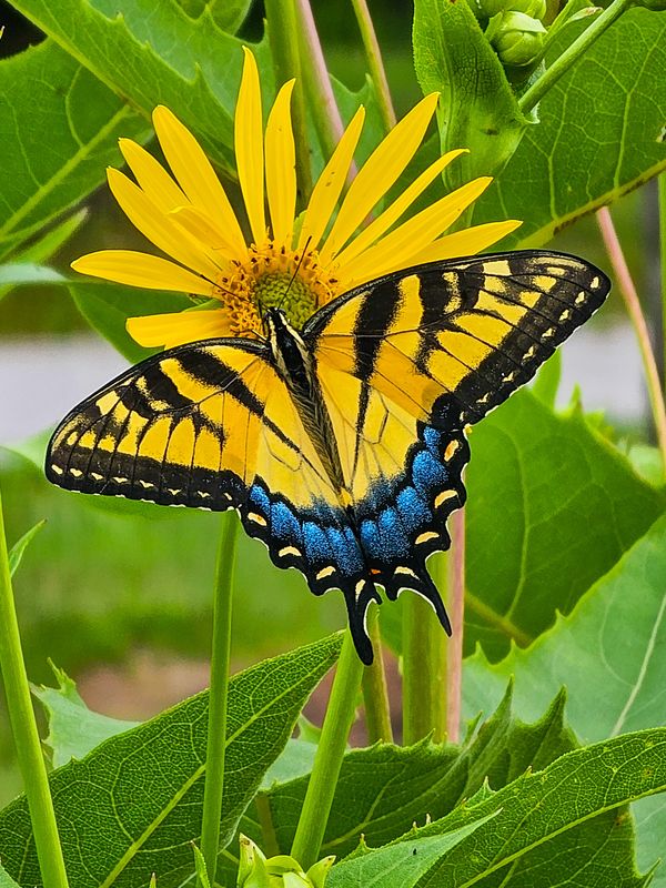 Yellow and black butterfly on a bright yellow flower.