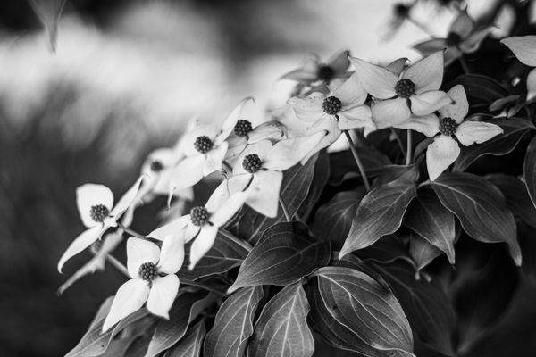 Black and white close-up of flowers with textured leaves.