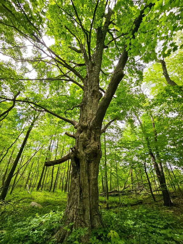 Tall tree in dense green forest.