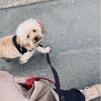 Curly-haired dog on a leash looking up on a wet pavement.