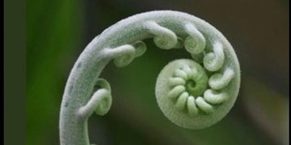 Close-up of a young fern frond curled in a spiral.