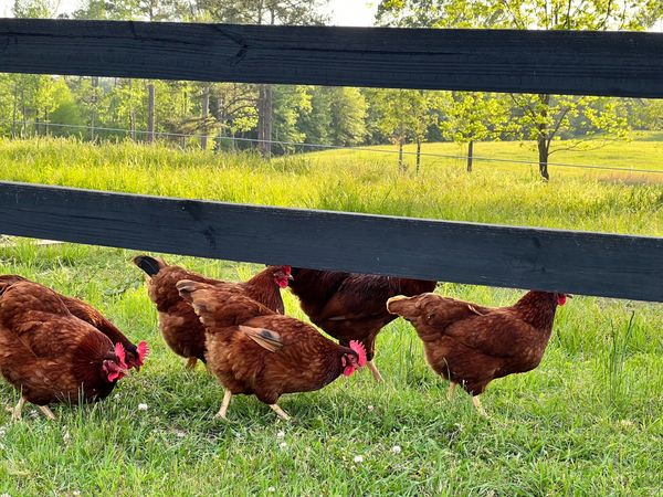 Chickens on pasture