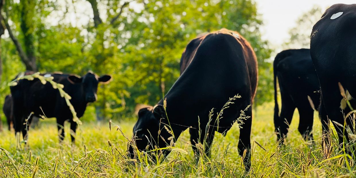 Grass-finished beef at Fox Hill Farm