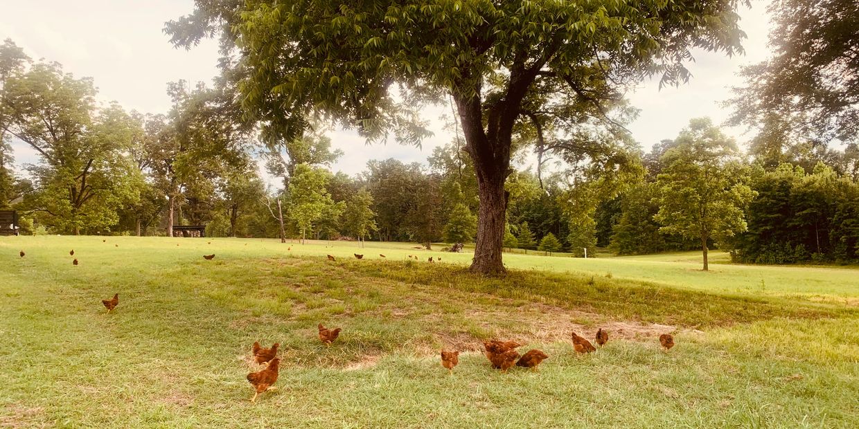 Chickens on pasture