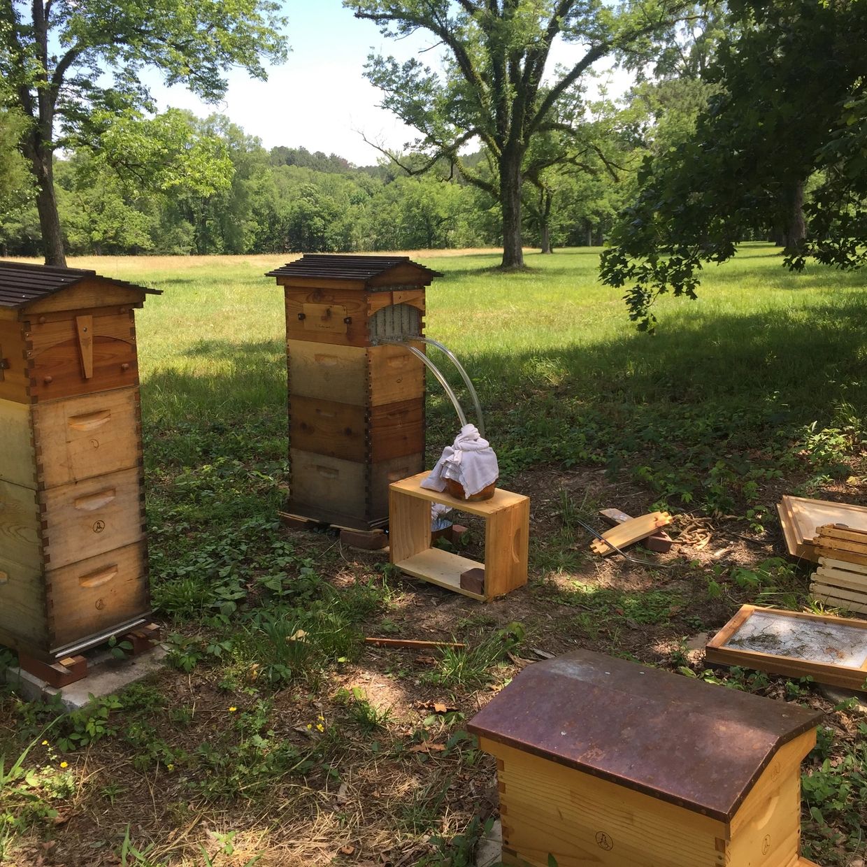 How Honey Bees Produce Beeswax - Meadowlily Farm Canada Natural