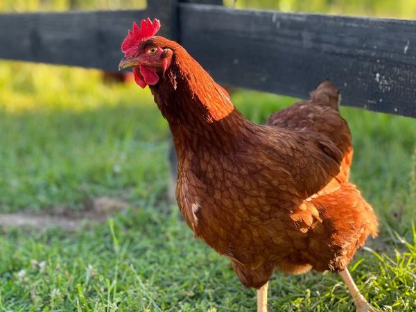 Chicken on pasture