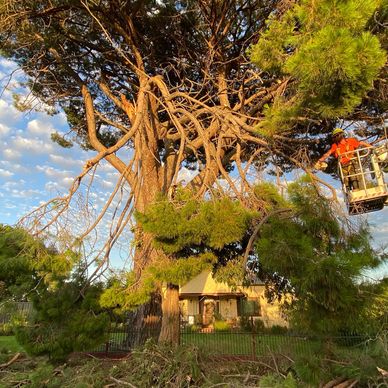 Storm damage clean up