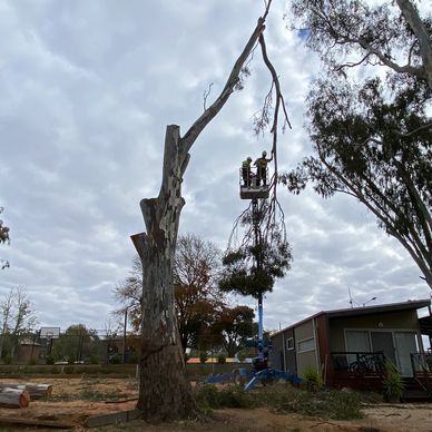 Tree Removal 