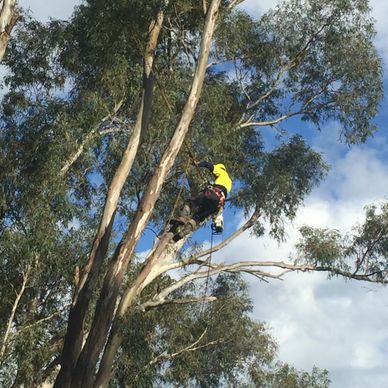 Tree Pruning 