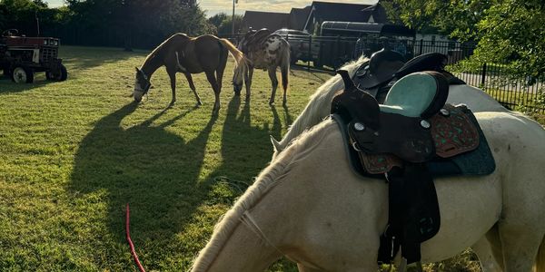 Palomino Horses
