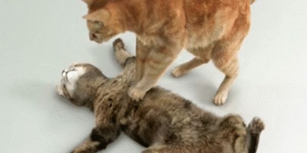 Cat doing CPR to another cat