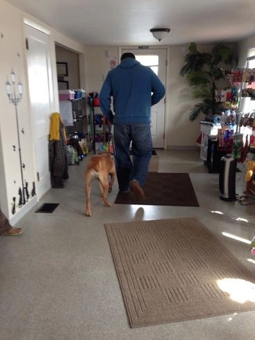 Man walking dog in a store