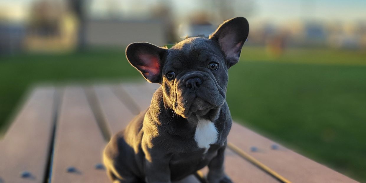 Chiot Bouledogue français de couleur bleu 