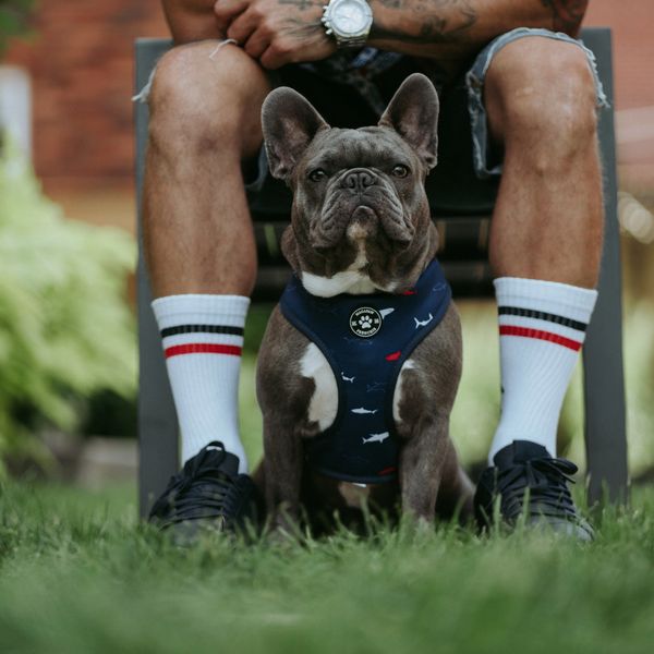 Bulldog français de couleur bleu dans le gazon 