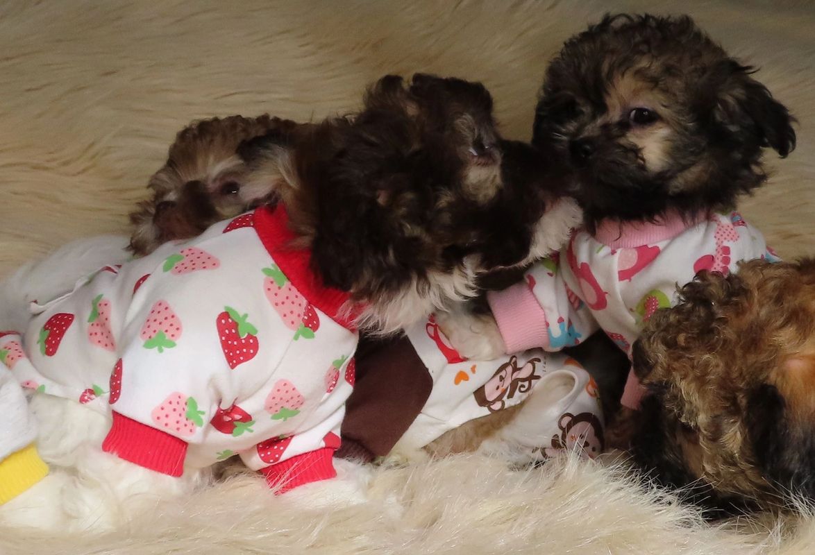 Tiny Teddies Teddy Bear Zuchon Puppies Shichon Bichon Shih Tzu