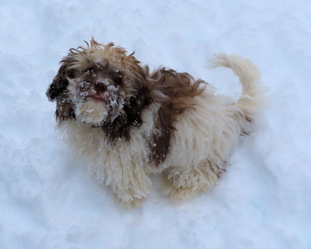 Tiny Teddies Teddy Bear Zuchon Puppies Shichon Bichon Shih Tzu