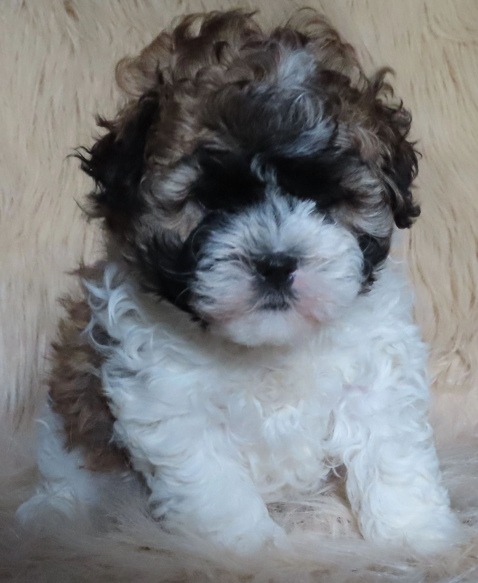 are shichon puppies easy to train