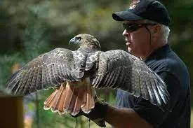 SKYHUNTERS IN FLIGHT: BIRDS OF PREY DEMONSTRATION at