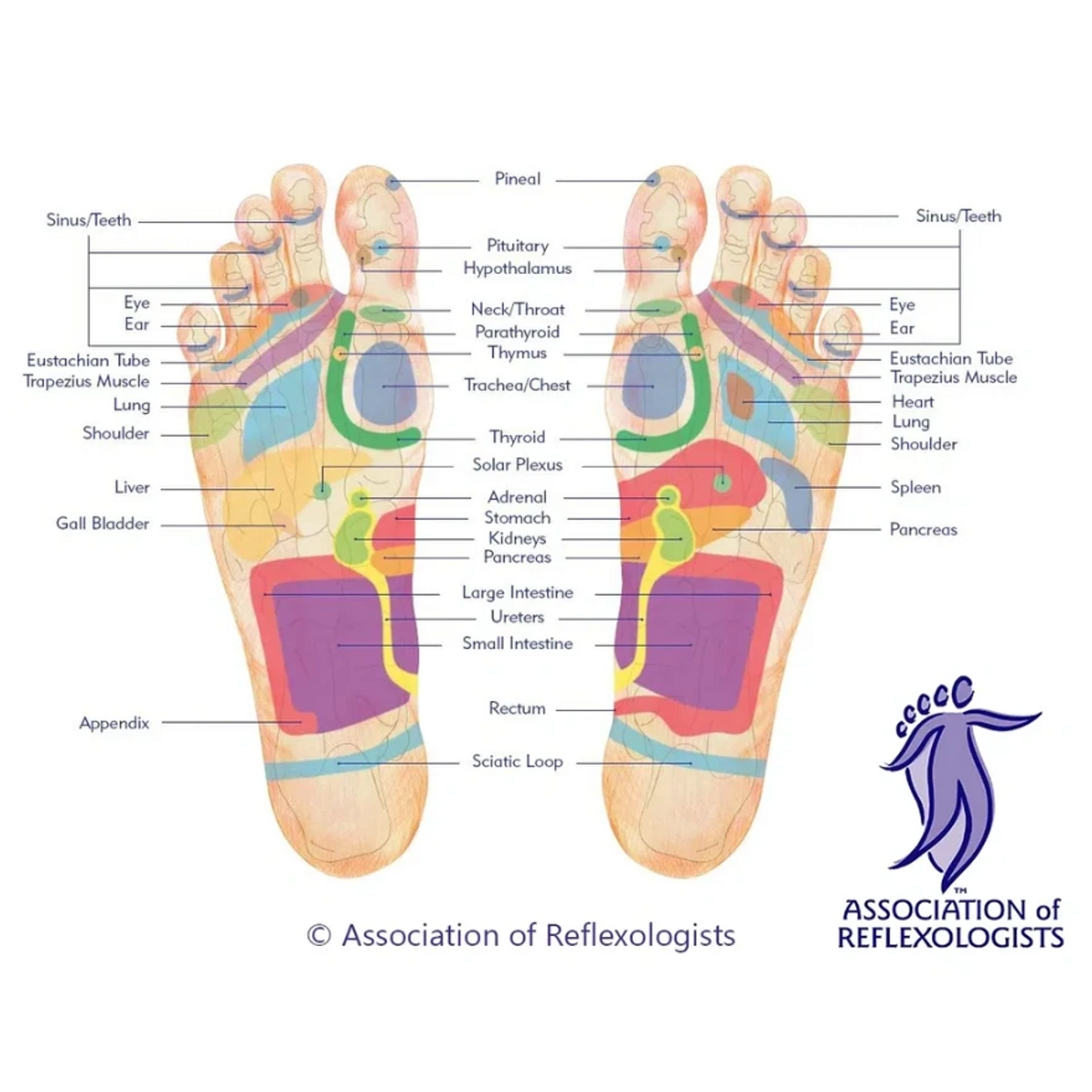 reflexology-map