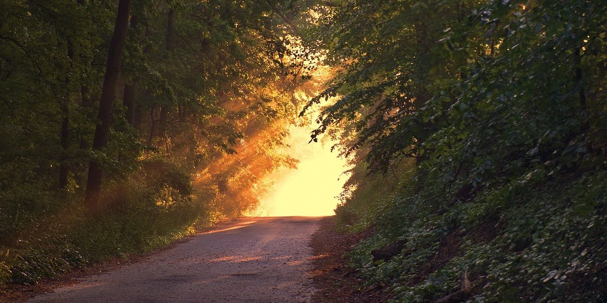 Sunlight-beaming-through-path-in-wood