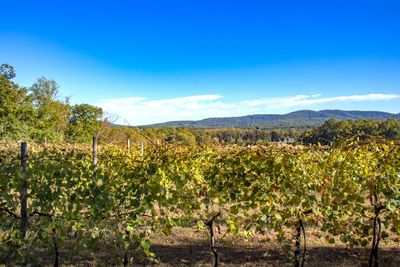 vineyard and blue ridge mountains