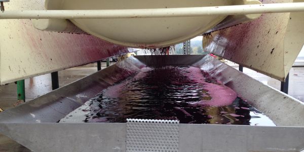 making wine on crush pad