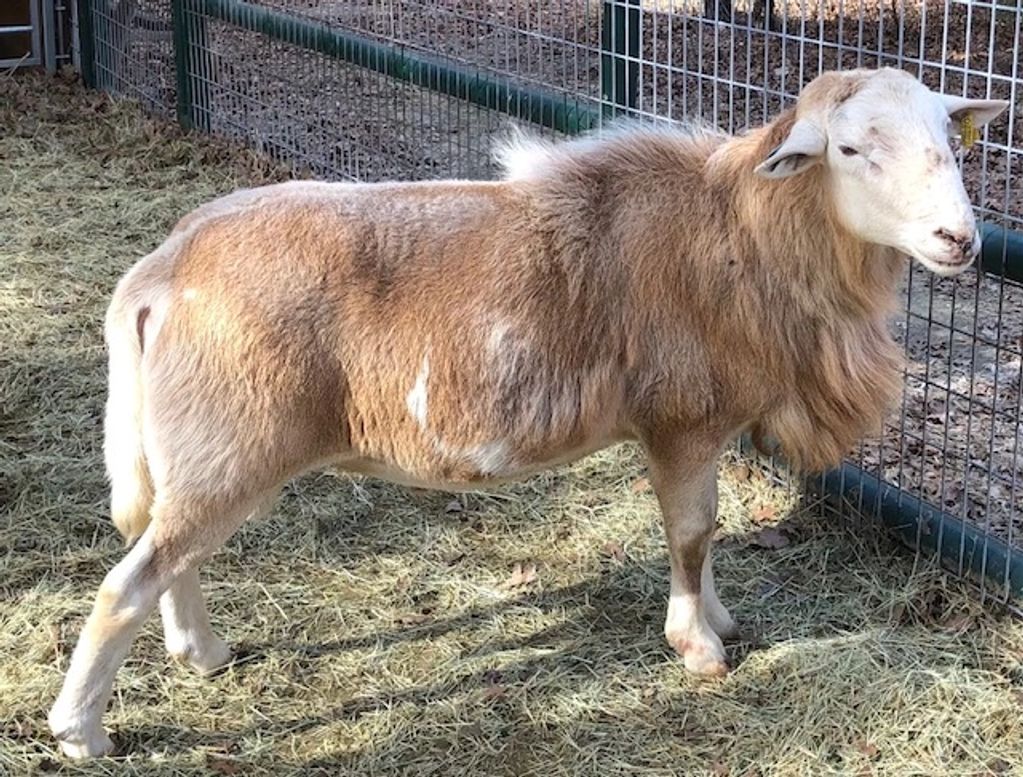 Katahdin, Ram Bluestem Farm Weatherford, Texas